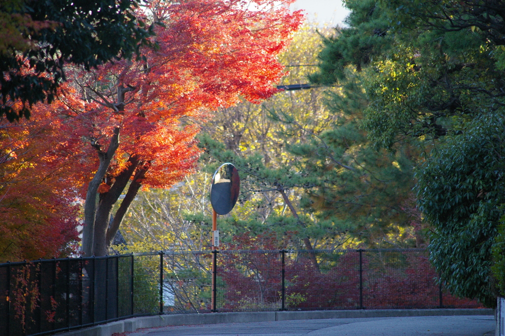 カーブミラーと紅葉