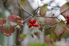 ハナミズキの実