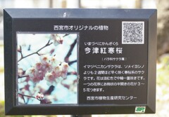 今津紅寒桜が満開