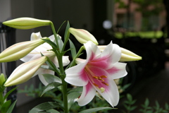 オリエンタルリリー