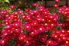 松葉菊