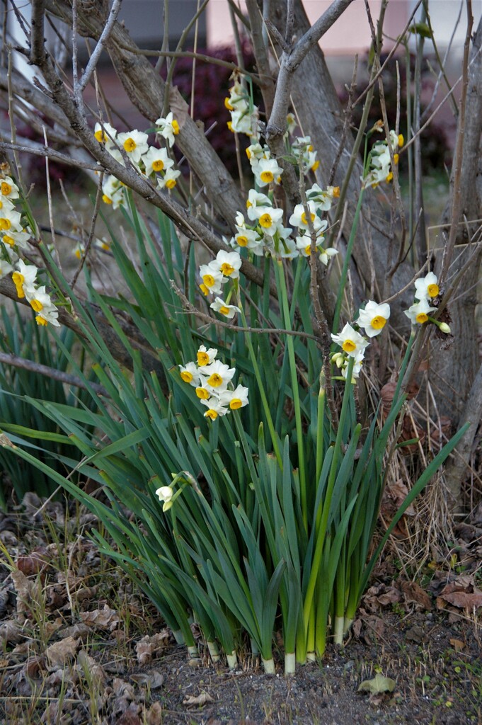 大寒の日の水仙