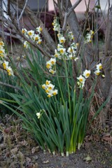 大寒の日の水仙
