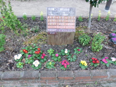 冬の花壇