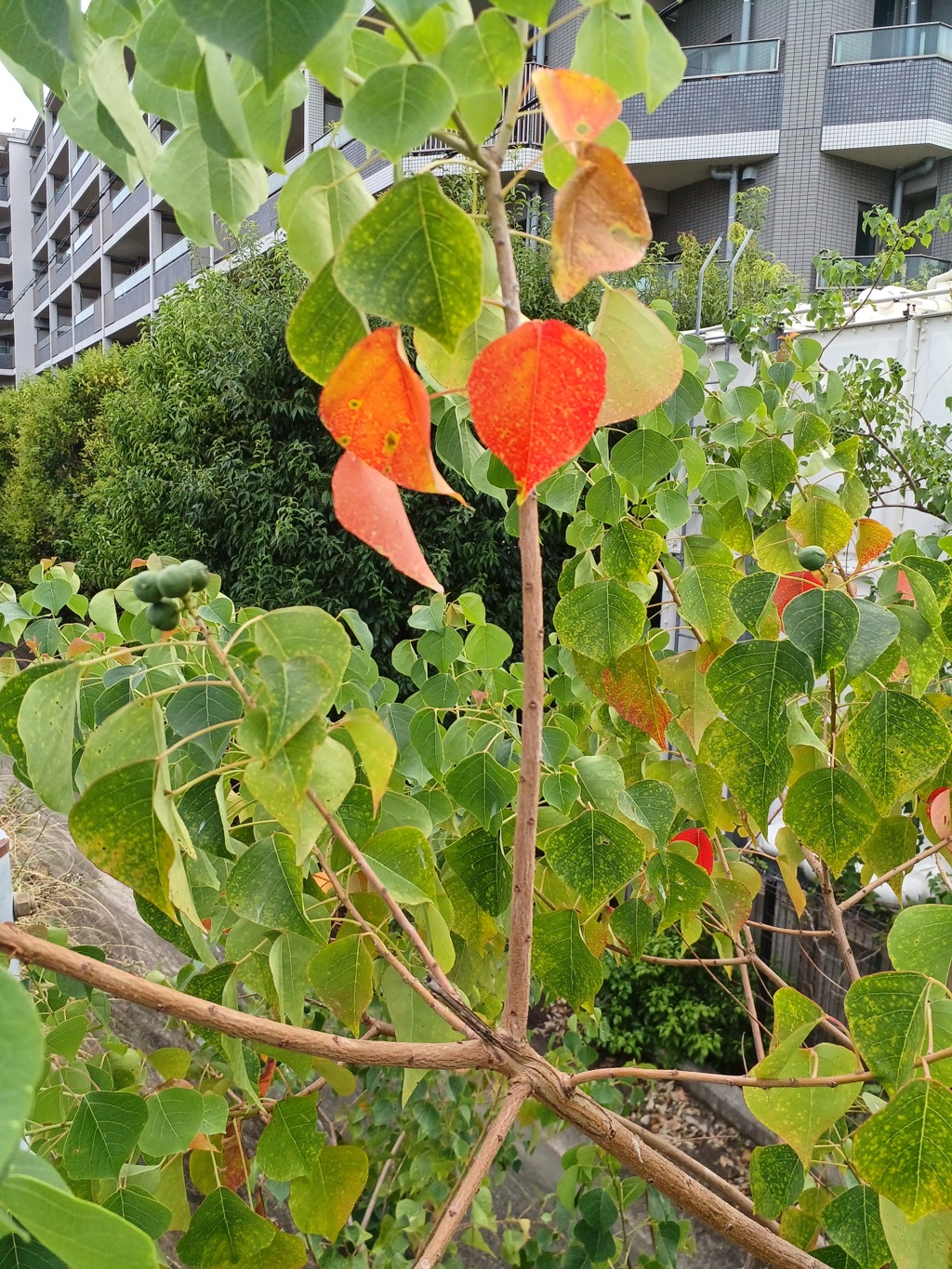 猛暑のなかの紅葉