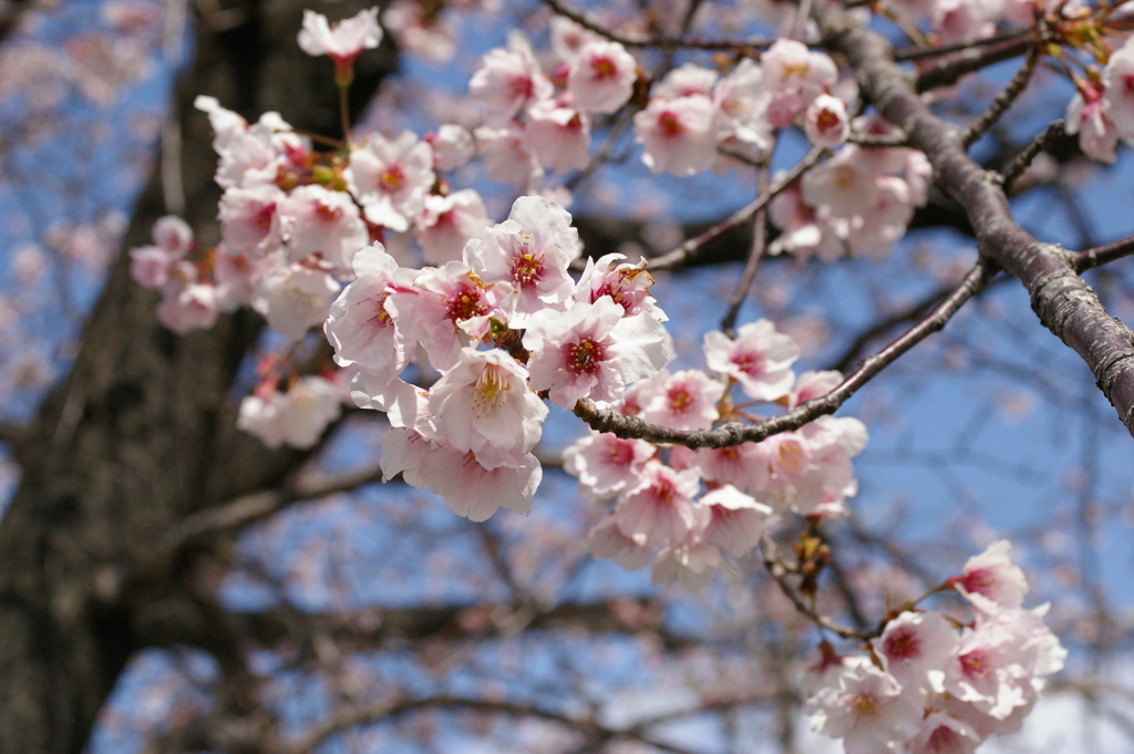 今津紅寒桜が満開