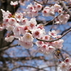 今津紅寒桜が満開