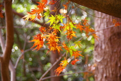 朝日の中の紅葉