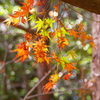 朝日の中の紅葉