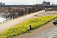 菜の花満開