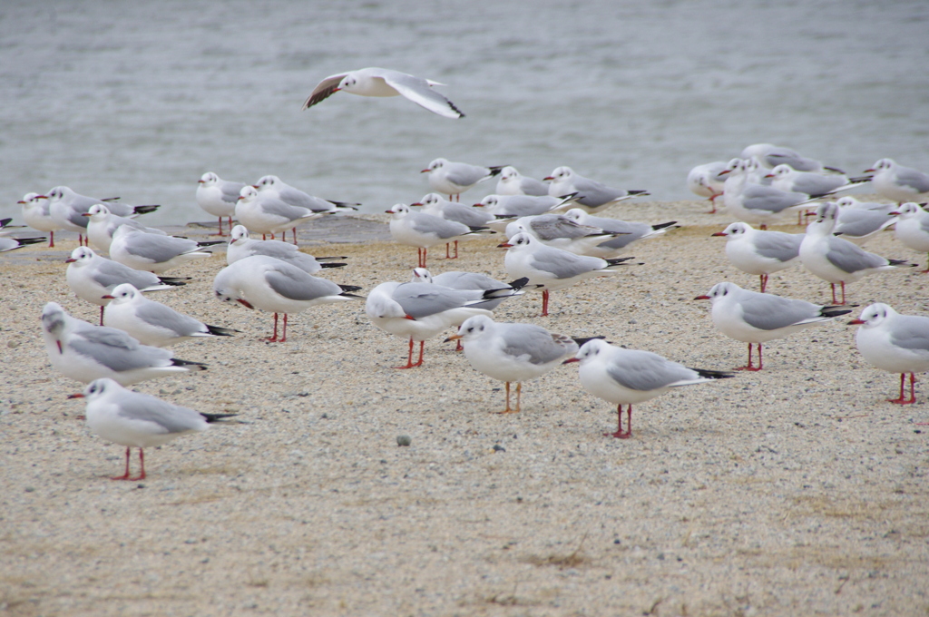 冬の渡り鳥ユリカモメさん