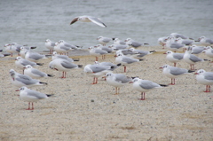 冬の渡り鳥ユリカモメさん