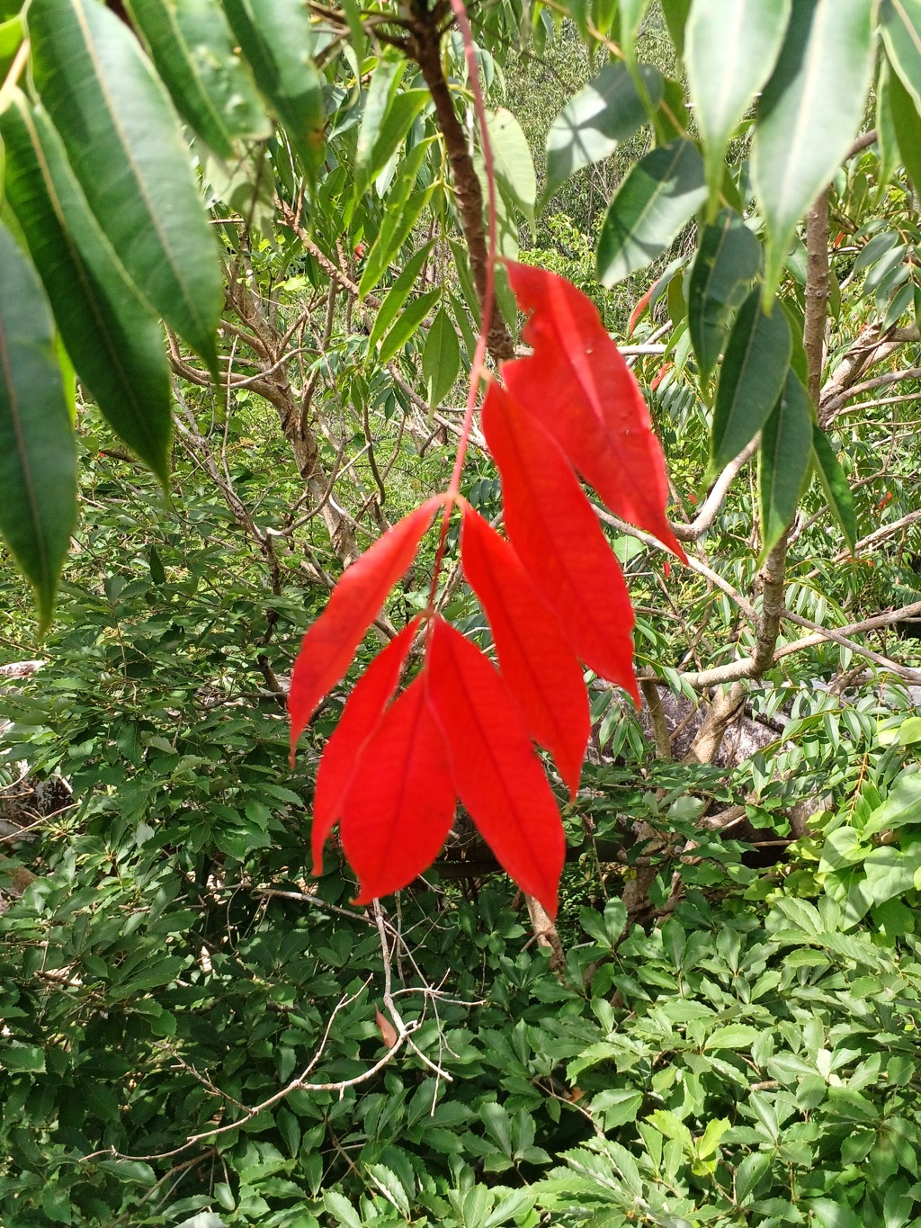 早くも紅葉？