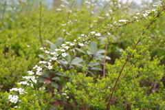 右肩上がりに咲く