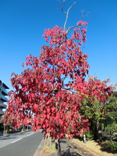 今朝の紅葉11/3