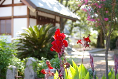 神社のカンナさん