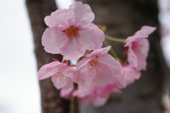 満開のハナモモ