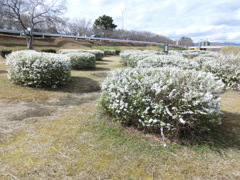 武庫川河川敷のユキヤナギ