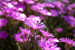松葉菊