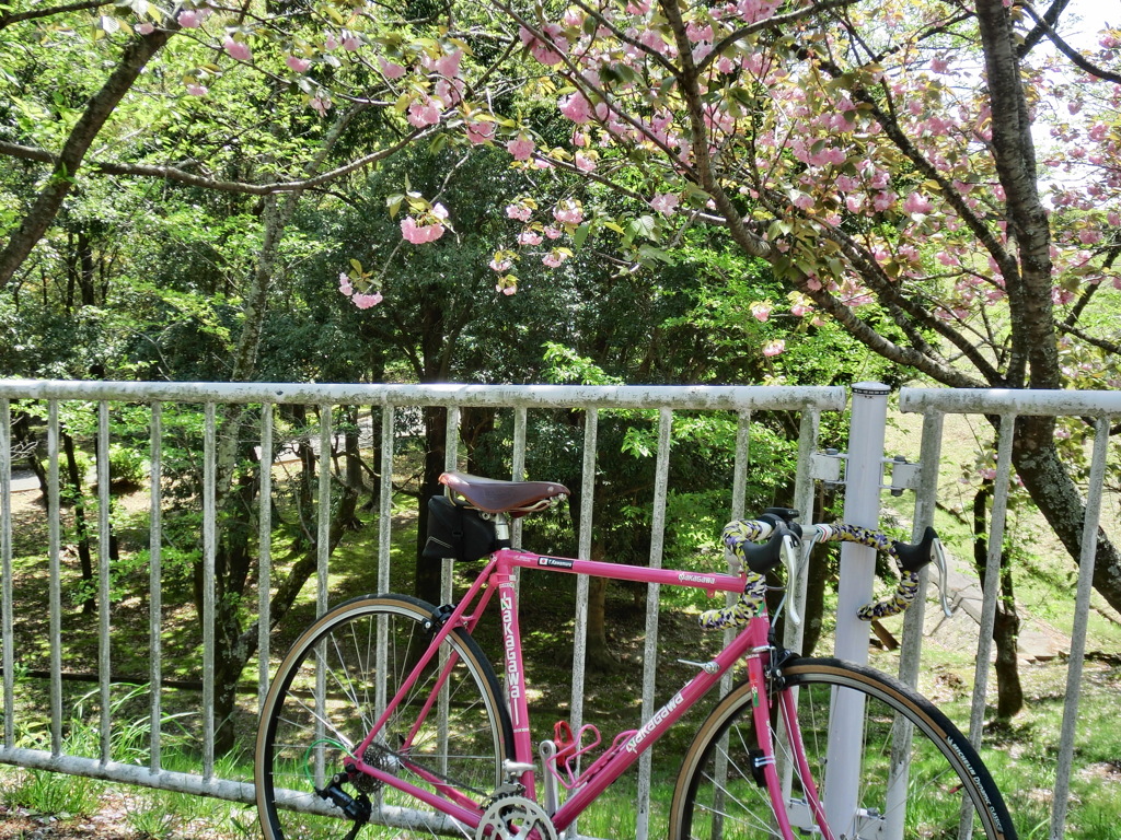 八重桜の下で一服