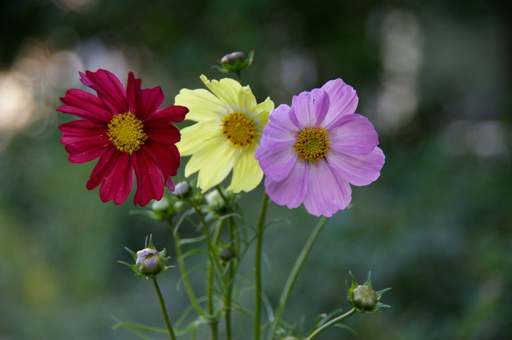 三色揃ってピース