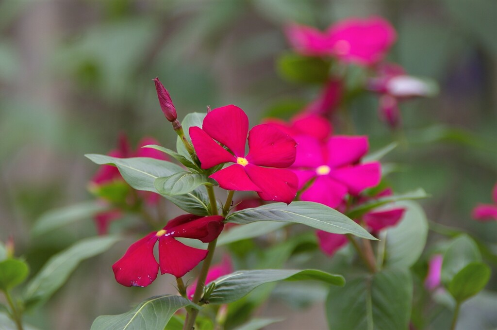 日々草（ ニチニチソウ）