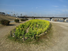 早咲きの菜の花