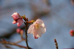 今津紅寒桜