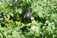 ランタナにアゲハ蝶さん