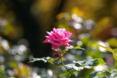 瓦林公園（バラ公園）秋版