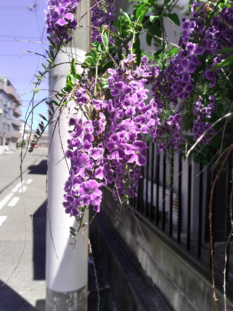 花の電信柱