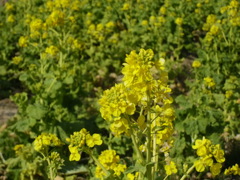 早咲きの菜の花