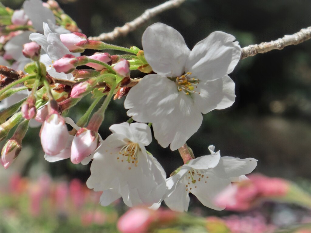 神戸市諏訪山公園の桜