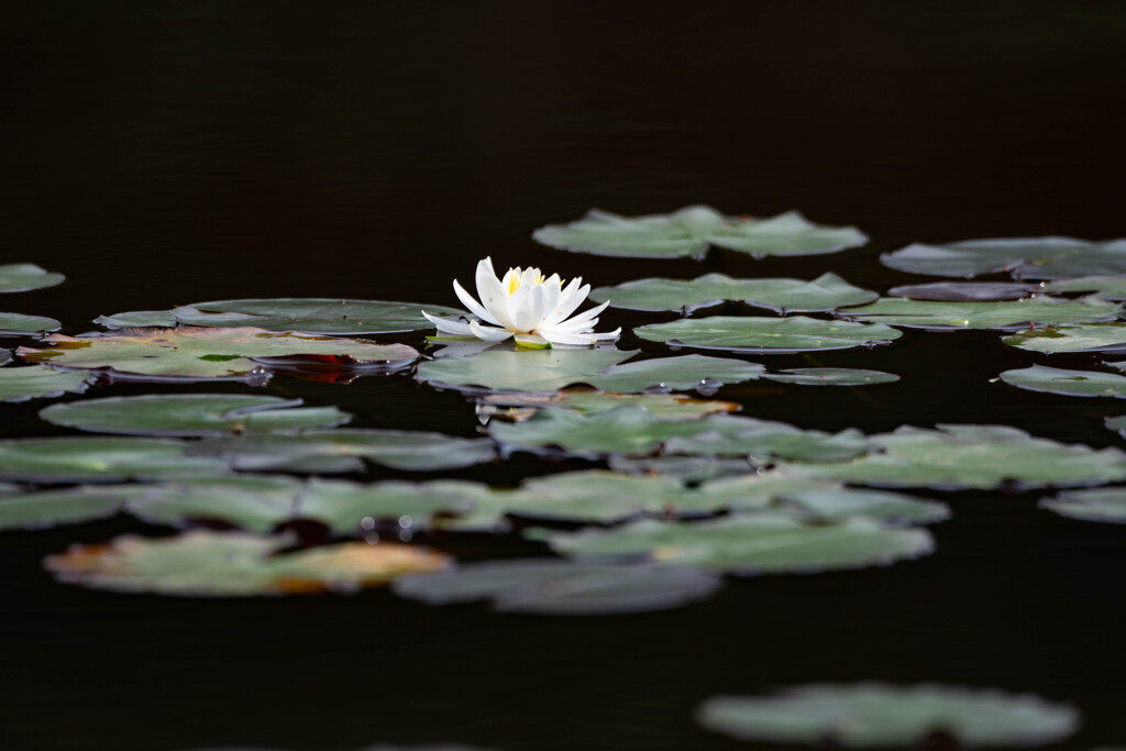 蓮の花