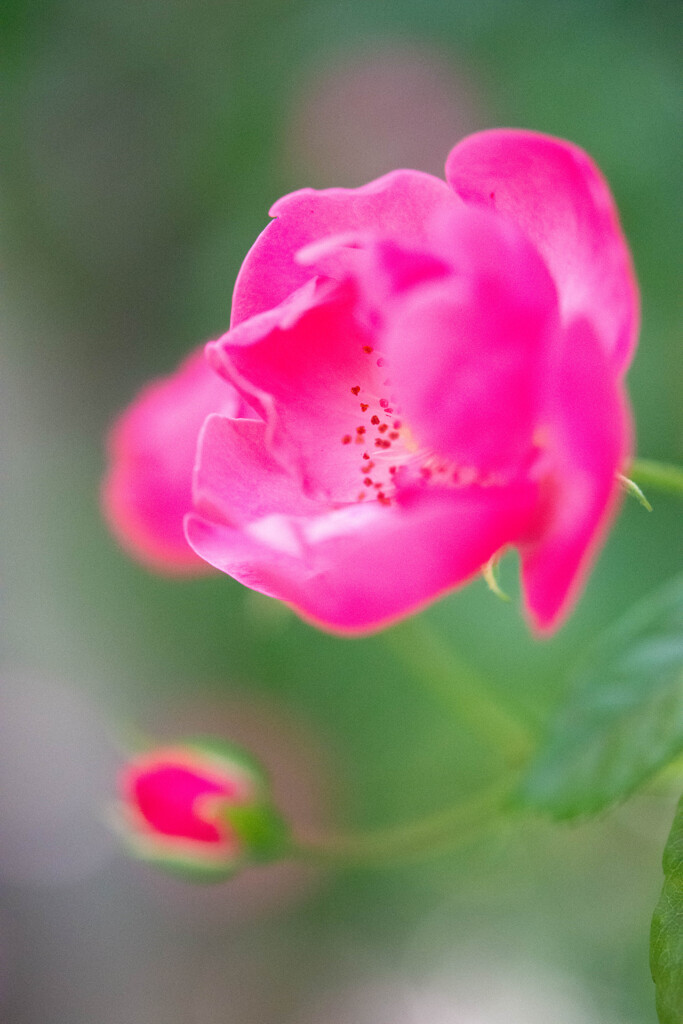 薔薇