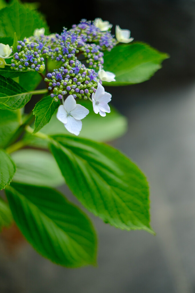 紫陽花