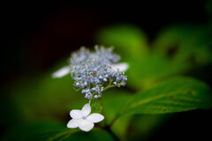 紫陽花