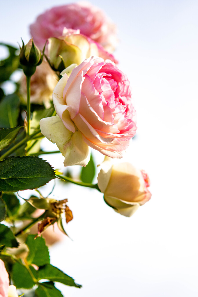 薔薇