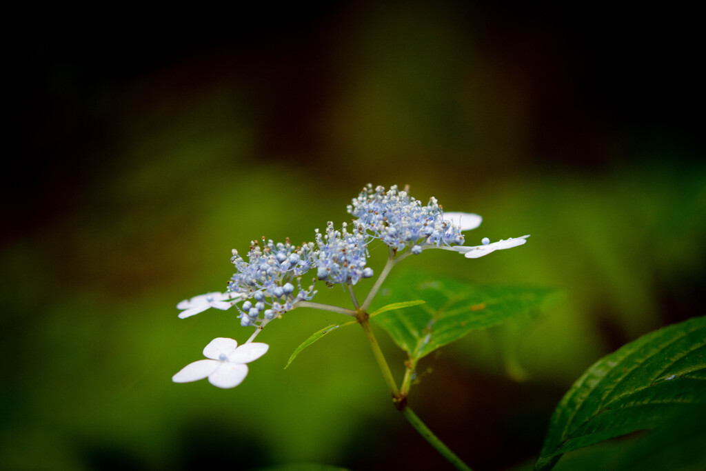 紫陽花