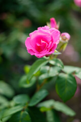 薔薇