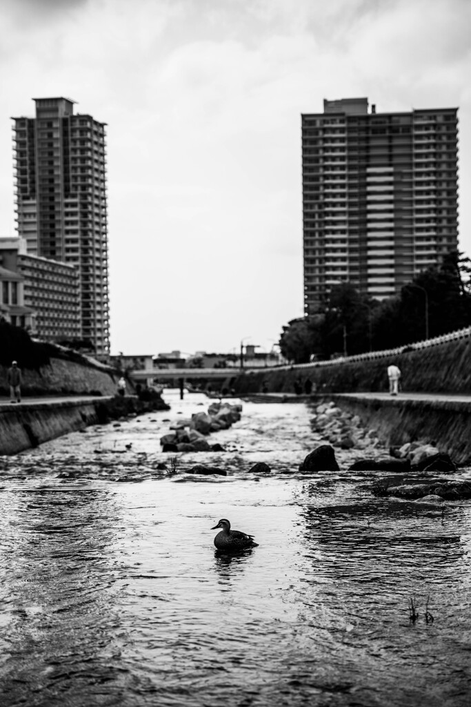 住吉川