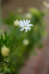公園の花