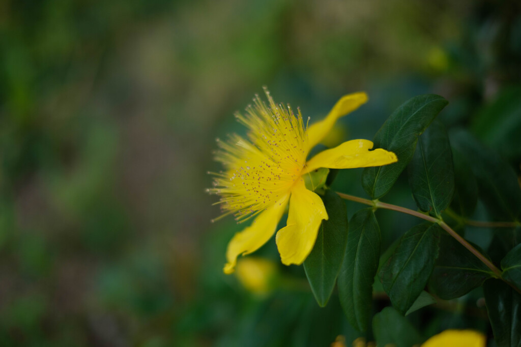 公園の花