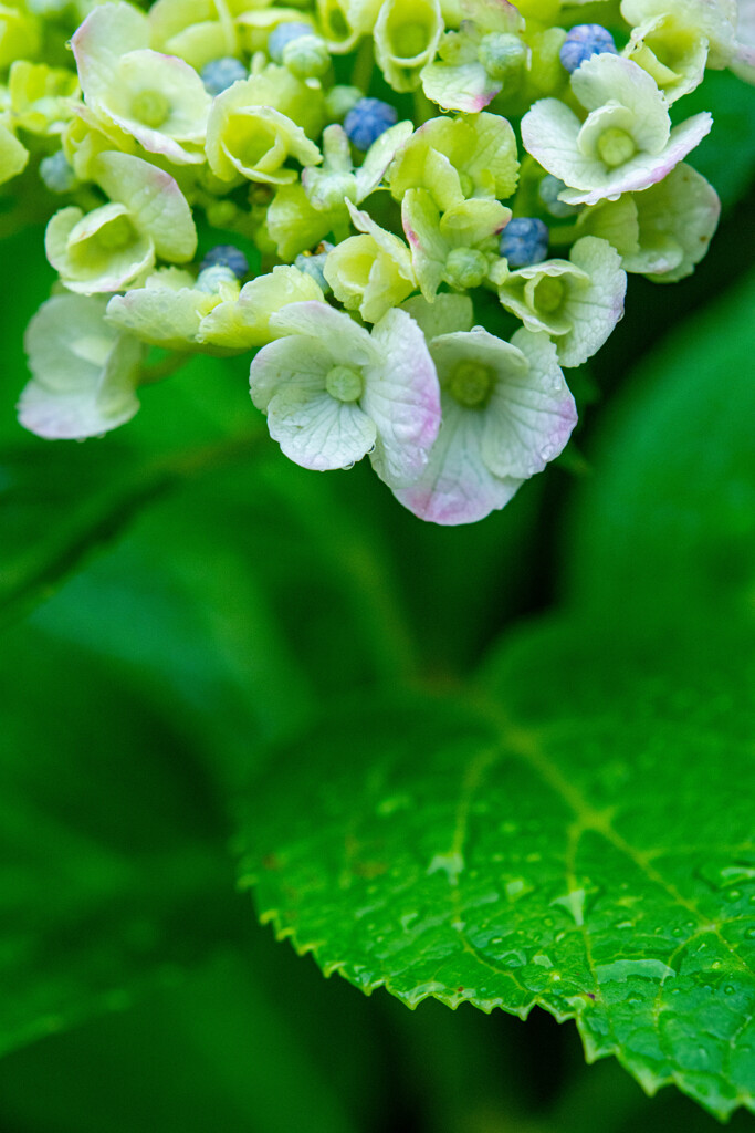 紫陽花