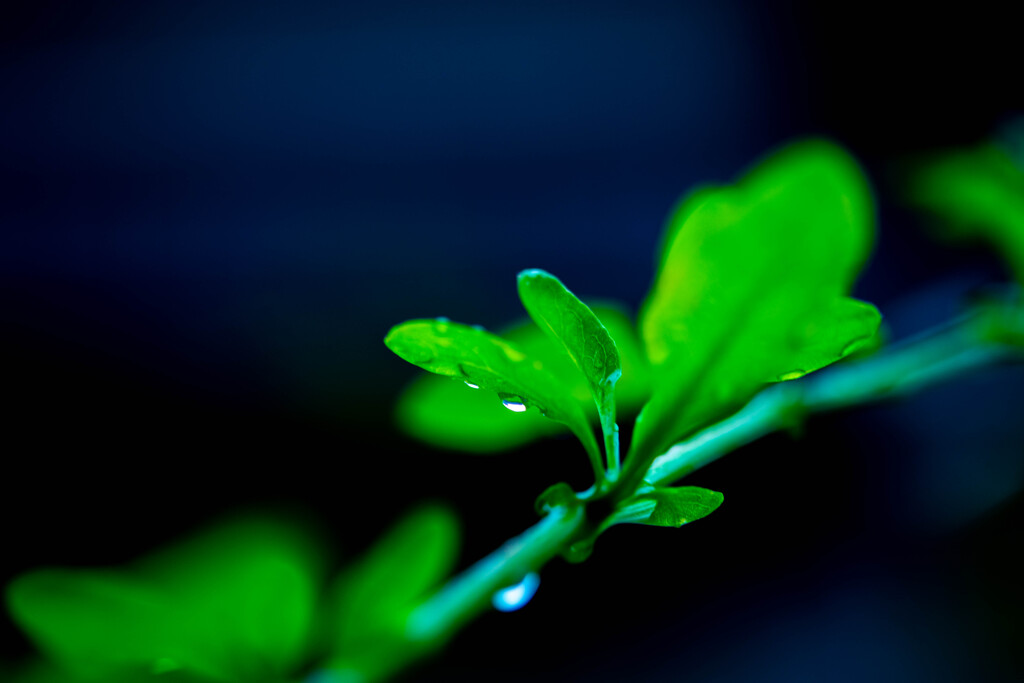 梅雨