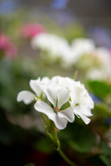 ベランダの花