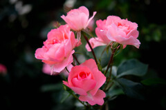 薔薇