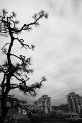 住吉川