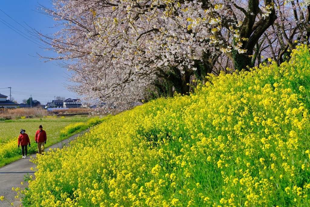 桜堤