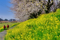 桜堤